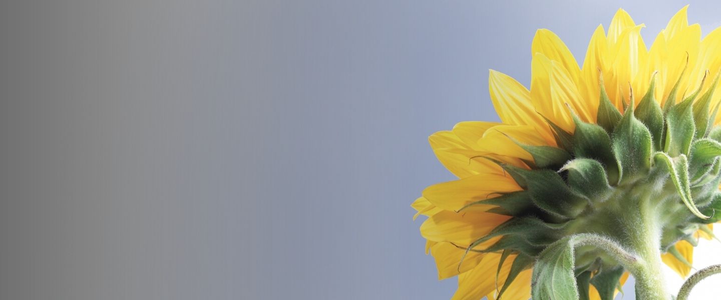 1440x600 Banner Web-Sunvasterol sunflower phytosterols sunvasterol