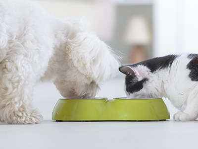 Pet food and Nutrition Market applications