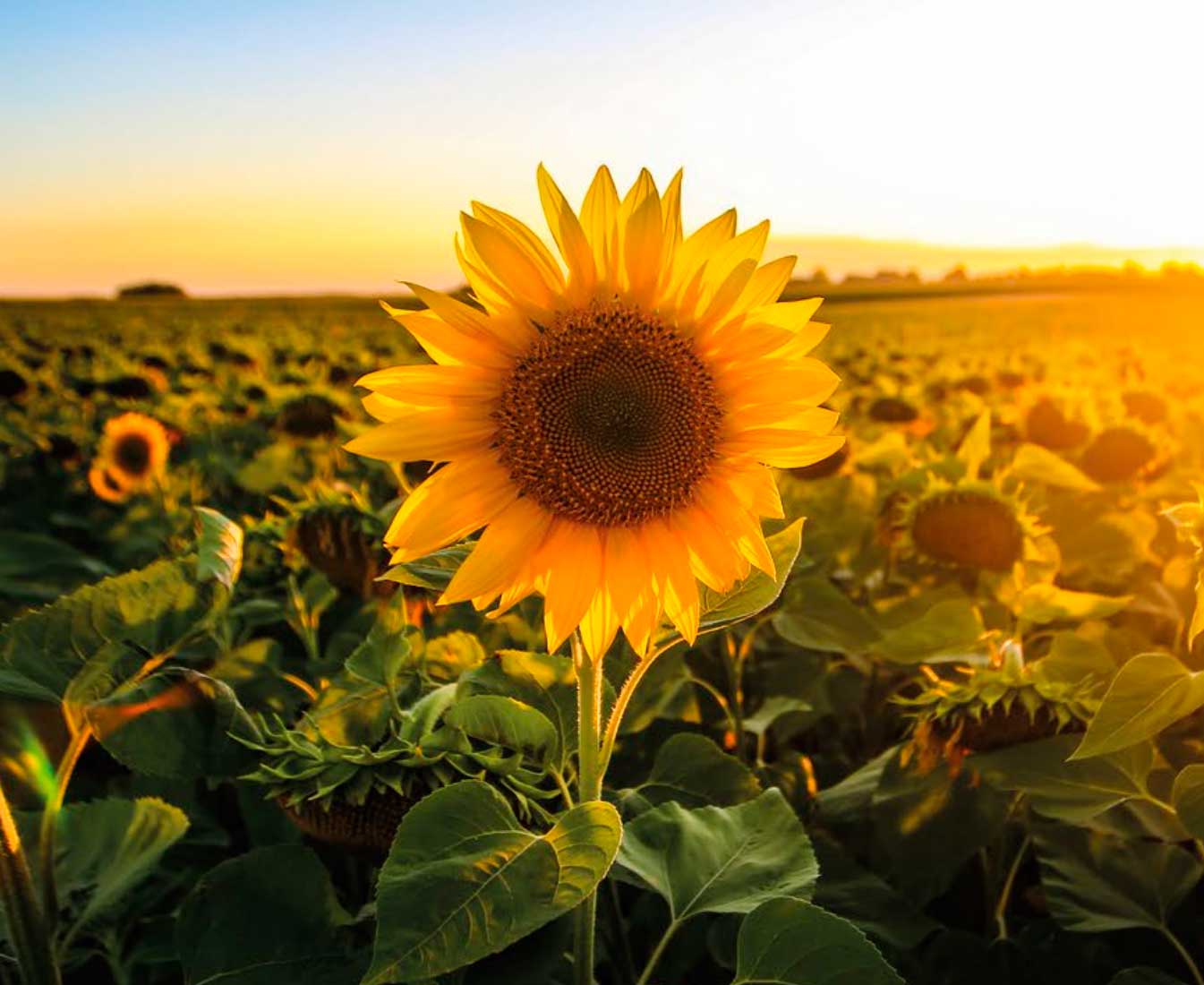 Sunvasterol: phystosterols from sunflower