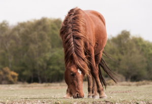 Kensing Animal Nutrition Ingredients for Equine Nutrition