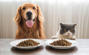 Kensing Animal Nutrition Ingredients for Pet food