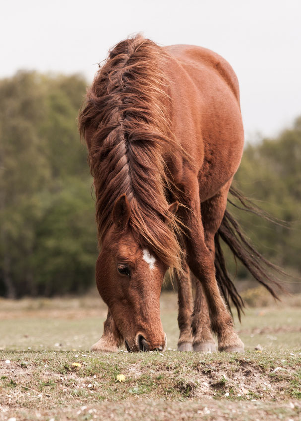Vitamin E Deficiency in Horse Nutrition