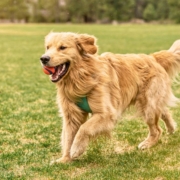 Plant Sterols for Dogs: Supporting Cholesterol Metabolism