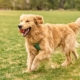 Plant Sterols for Dogs: Supporting Cholesterol Metabolism