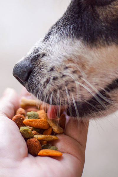 How Do Plant Sterols Support Cholesterol Metabolism in dogs and pet nutrition