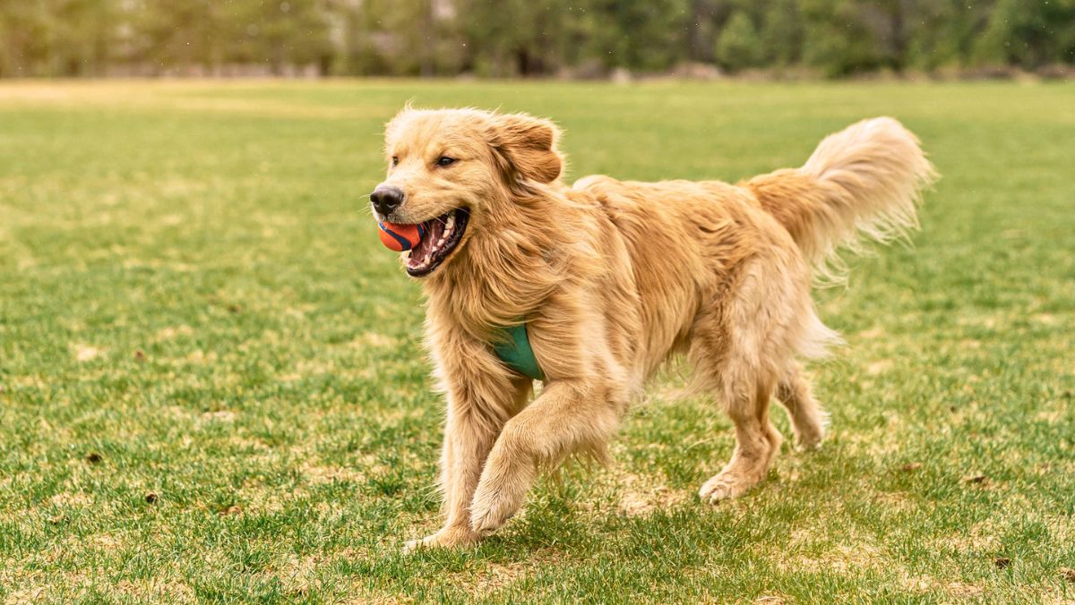 Plant Sterols for Dogs: Supporting Cholesterol Metabolism